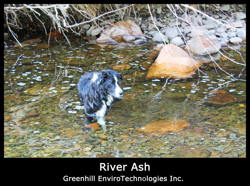 River Dog, Ash never leaves the water. Greenhill EnviroTechnologies Inc.