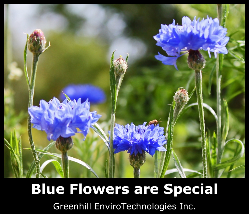 Blue Flowers are Special. Greenhill EnviroTechnologies Inc
