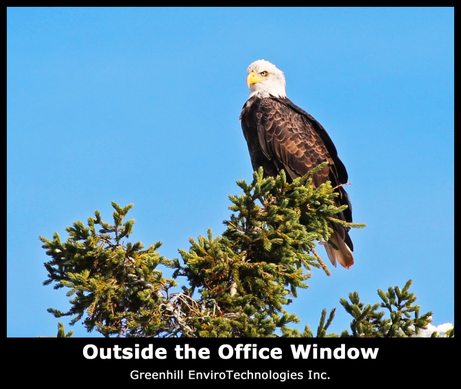 The Eagle that watches over Julian's office. Greenhill EnviroTechnologies Inc.